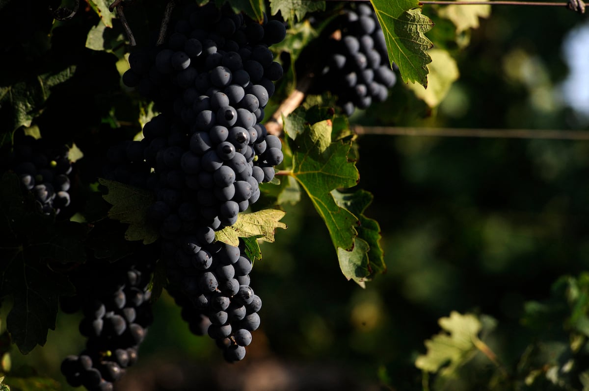 La pandemia le sienta bien al vino argentino, pero las bodegas están lejos de celebrar