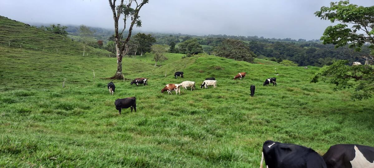 Productores de leche requieren inversión adicional para recuperarse