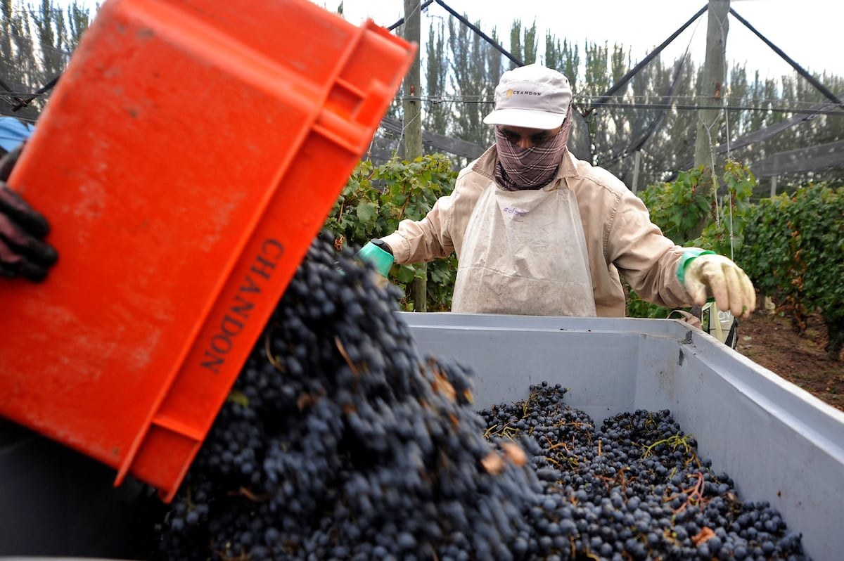 La pandemia le sienta bien al vino argentino, pero las bodegas están lejos de celebrar