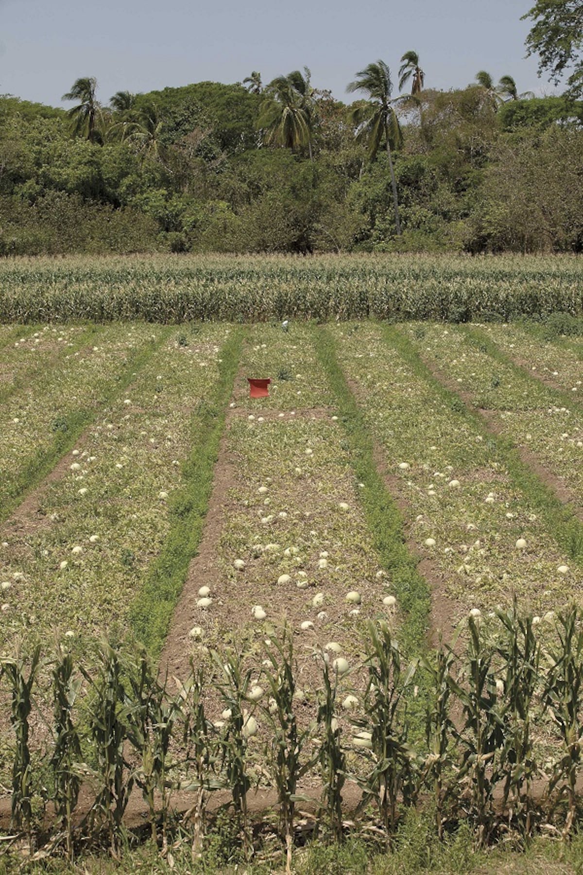 Sector agroexportador se enlaza con la logística