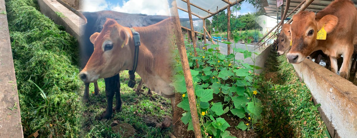 ‘Leche verde’ de vacas que pastorean en ‘El Recreo’