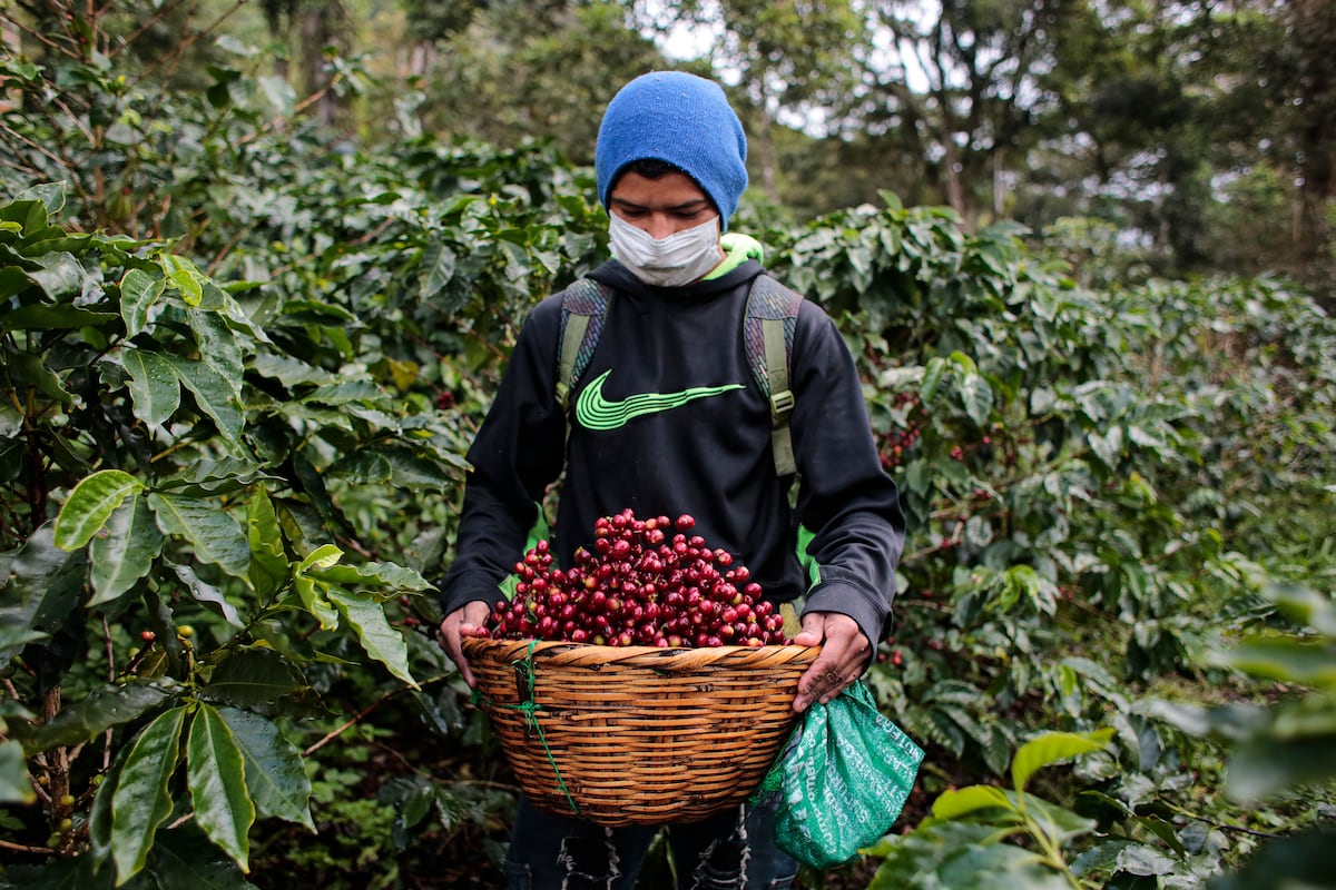 Corte de café avanza en Nicaragua en medio de la pandemia