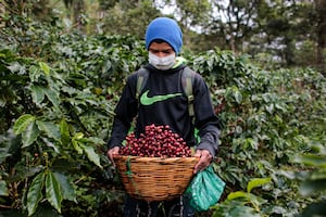 Corte de café avanza en Nicaragua en medio de la pandemia